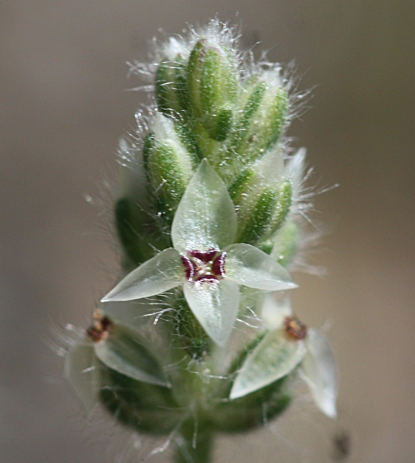 High Resolution Plantago erecta Flower